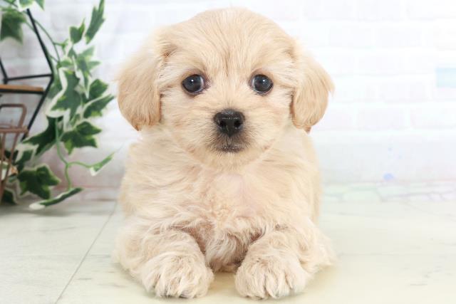 福岡県のペキプー(ペキニーズ×プードル) (Coo&RIKU福岡西店/2025年10月14日生まれ/女の子/クリーム)の子犬の1枚目の画像