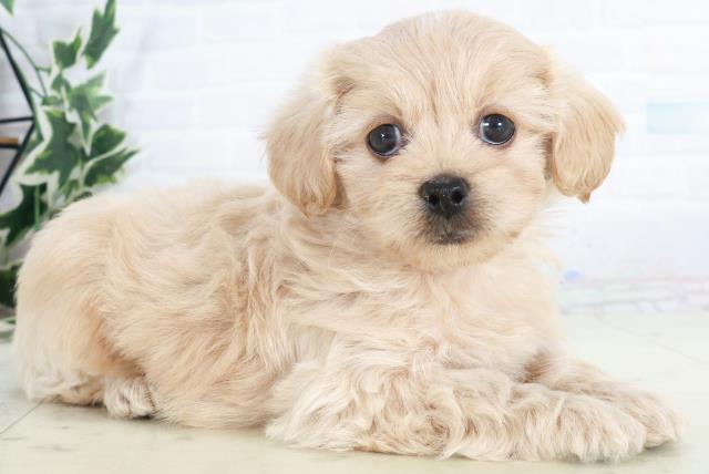 福岡県のペキプー(ペキニーズ×プードル) (Coo&RIKU福岡西店/2025年10月14日生まれ/女の子/クリーム)の子犬の2枚目の画像