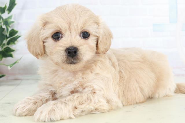 福岡県のペキプー(ペキニーズ×プードル) (Coo&RIKU福岡西店/2025年10月14日生まれ/女の子/クリーム)の子犬の3枚目の画像