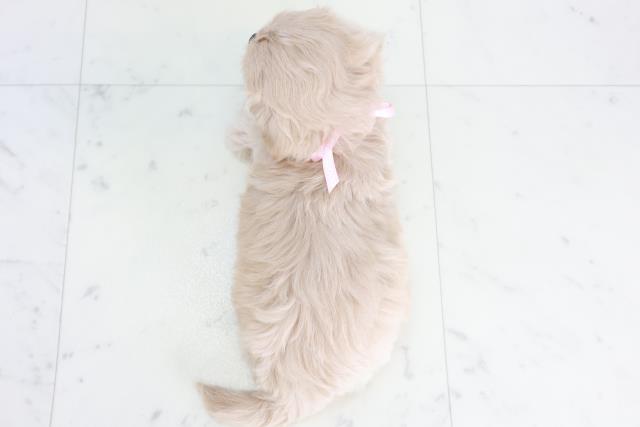福岡県のペキプー(ペキニーズ×プードル) (Coo&RIKU福岡西店/2025年10月14日生まれ/女の子/クリーム)の子犬の4枚目の画像