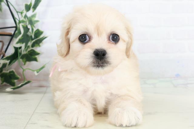 福岡県のペキプー(ペキニーズ×プードル) (Coo&RIKU筑後店/2025年10月14日生まれ/女の子/クリーム)の子犬の1枚目の画像
