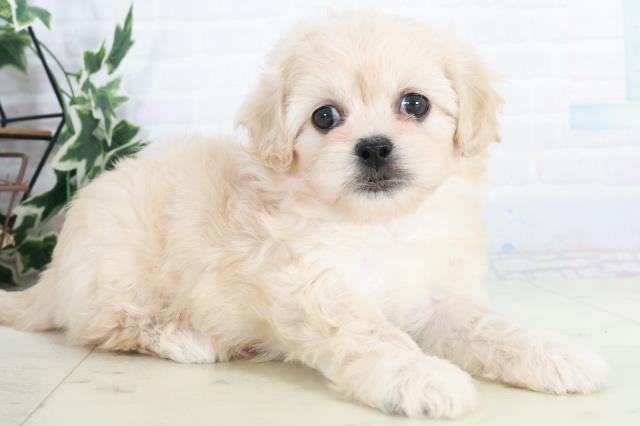 福岡県のペキプー(ペキニーズ×プードル) (Coo&RIKU筑後店/2025年10月14日生まれ/女の子/クリーム)の子犬の2枚目の画像