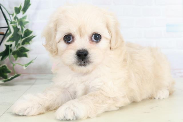 福岡県のペキプー(ペキニーズ×プードル) (Coo&RIKU筑後店/2025年10月14日生まれ/女の子/クリーム)の子犬の3枚目の画像