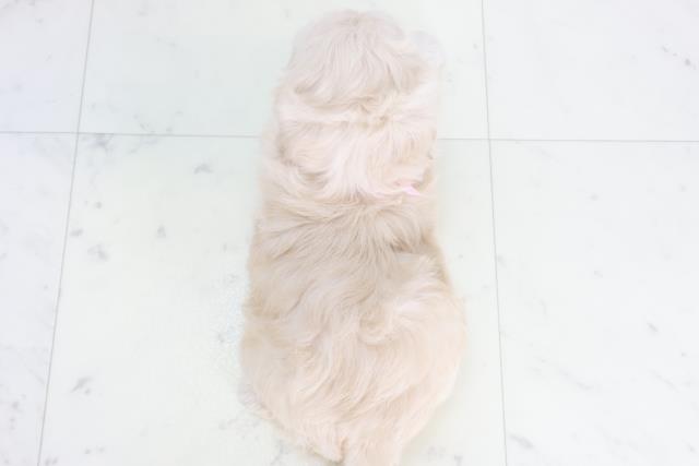 福岡県のペキプー(ペキニーズ×プードル) (Coo&RIKU筑後店/2025年10月14日生まれ/女の子/クリーム)の子犬の4枚目の画像