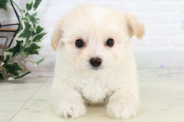 熊本県のチワプー/プーチー(チワワ×プードル) (Coo&RIKU宇土シティモール店/2025年10月9日生まれ/男の子/クリーム)の子犬の1枚目の画像