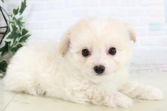 熊本県のチワプー/プーチー(チワワ×プードル) (Coo&RIKU宇土シティモール店/2025年10月9日生まれ/男の子/クリーム)の子犬の2枚目の画像