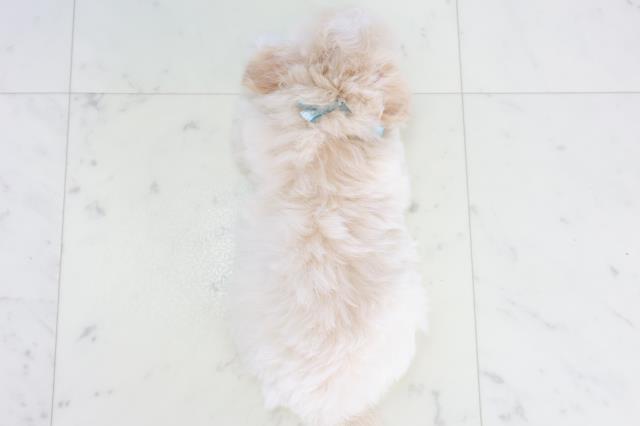 熊本県のチワプー/プーチー(チワワ×プードル) (Coo&RIKU宇土シティモール店/2025年10月9日生まれ/男の子/クリーム)の子犬の4枚目の画像