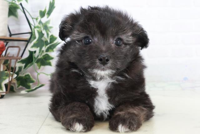 福岡県のチワプー/プーチー(チワワ×プードル) (Coo&RIKU大牟田店/2025年10月9日生まれ/男の子/ブラックホワイト)の子犬の1枚目の画像