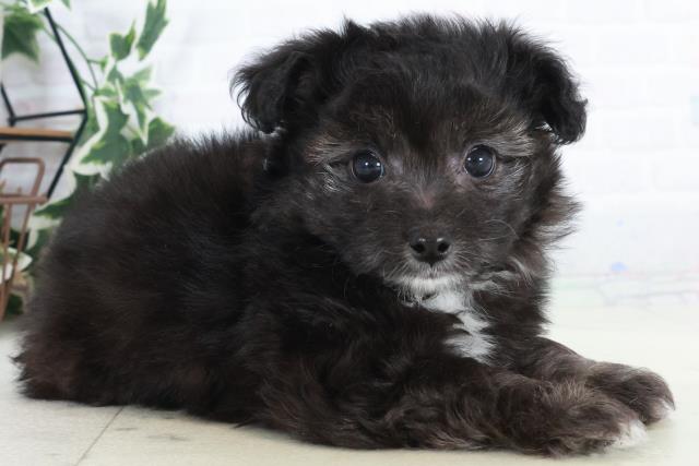 福岡県のチワプー/プーチー(チワワ×プードル) (Coo&RIKU大牟田店/2025年10月9日生まれ/男の子/ブラックホワイト)の子犬の2枚目の画像