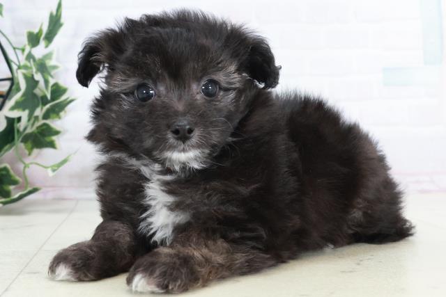 福岡県のチワプー/プーチー(チワワ×プードル) (Coo&RIKU大牟田店/2025年10月9日生まれ/男の子/ブラックホワイト)の子犬の3枚目の画像