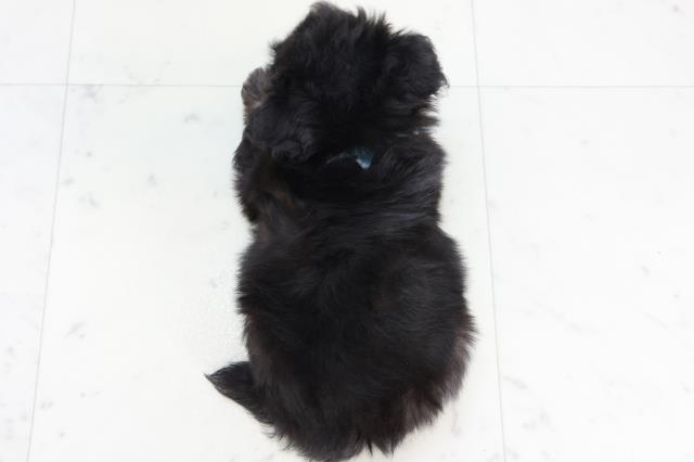 福岡県のチワプー/プーチー(チワワ×プードル) (Coo&RIKU大牟田店/2025年10月9日生まれ/男の子/ブラックホワイト)の子犬の4枚目の画像