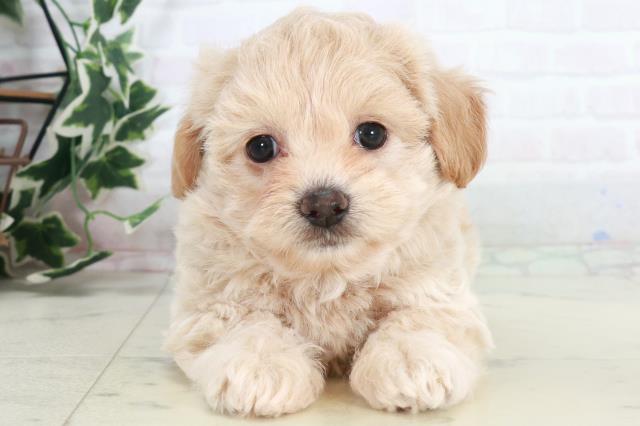 鹿児島県のペキプー(ペキニーズ×プードル) (Coo&RIKU鹿児島店/2025年10月14日生まれ/男の子/クリーム)の子犬の1枚目の画像