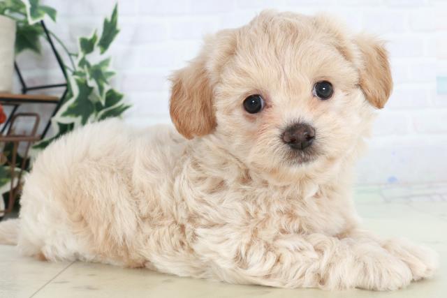 鹿児島県のペキプー(ペキニーズ×プードル) (Coo&RIKU鹿児島店/2025年10月14日生まれ/男の子/クリーム)の子犬の2枚目の画像