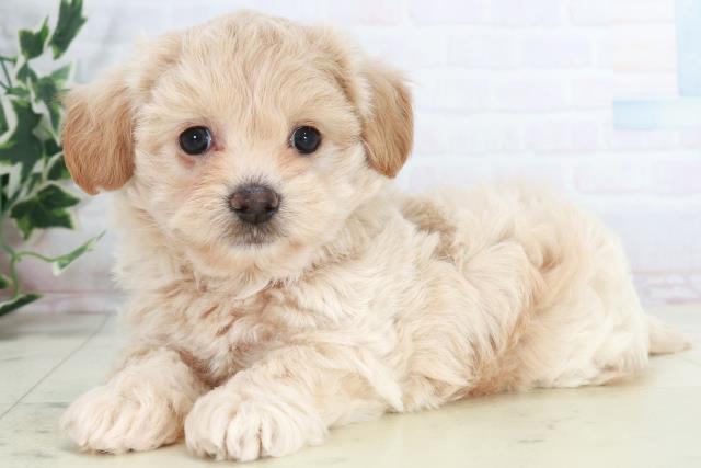 鹿児島県のペキプー(ペキニーズ×プードル) (Coo&RIKU鹿児島店/2025年10月14日生まれ/男の子/クリーム)の子犬の3枚目の画像