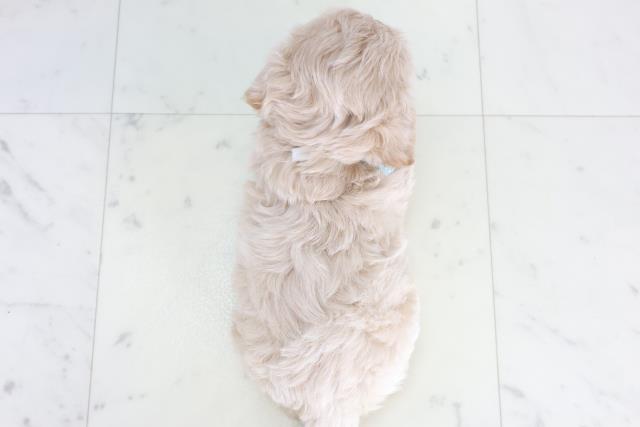 鹿児島県のペキプー(ペキニーズ×プードル) (Coo&RIKU鹿児島店/2025年10月14日生まれ/男の子/クリーム)の子犬の4枚目の画像