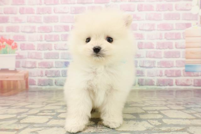 東京都のポメラニアン (Coo&RIKU江戸川店/2025年10月13日生まれ/男の子/クリーム)の子犬
