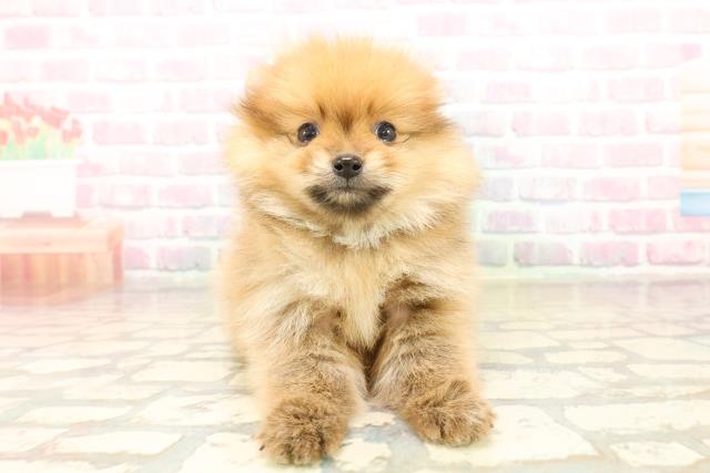 東京都のポメラニアン (Coo&RIKU赤坂店/2025年10月15日生まれ/男の子/オレンジ)の子犬の1枚目の画像