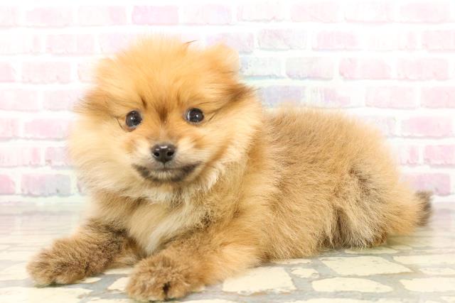 東京都のポメラニアン (Coo&RIKU赤坂店/2025年10月15日生まれ/男の子/オレンジ)の子犬の2枚目の画像