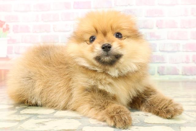 東京都のポメラニアン (Coo&RIKU赤坂店/2025年10月15日生まれ/男の子/オレンジ)の子犬の3枚目の画像