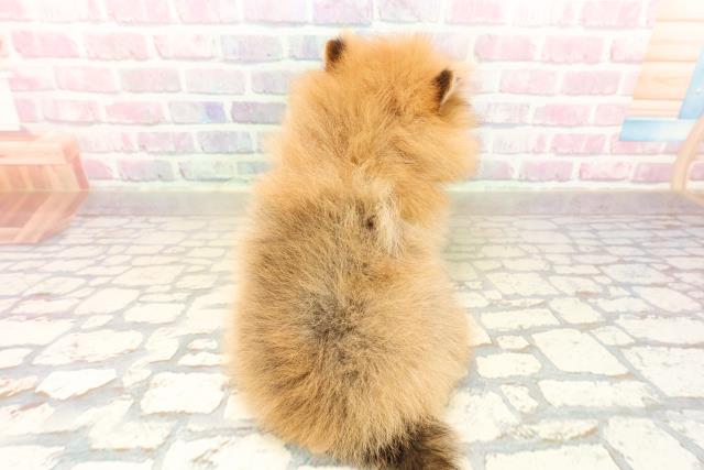 東京都のポメラニアン (Coo&RIKU赤坂店/2025年10月15日生まれ/男の子/オレンジ)の子犬の4枚目の画像