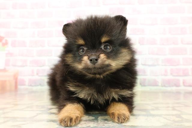 静岡県のポメラニアン (Coo&RIKU沼津店/2025年10月7日生まれ/男の子/ブラックタン)の子犬