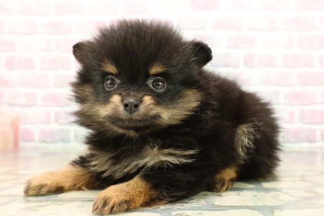 静岡県のポメラニアン (Coo&RIKU沼津店/2025年10月7日生まれ/男の子/ブラックタン)の子犬の2枚目の画像