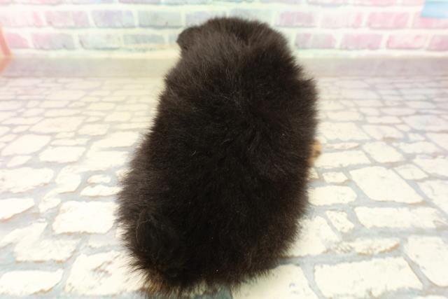 静岡県のポメラニアン (Coo&RIKU沼津店/2025年10月7日生まれ/男の子/ブラックタン)の子犬の4枚目の画像