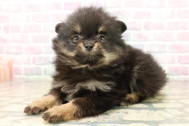 東京都のポメラニアン (Coo&RIKU大久保店/2025年10月7日生まれ/女の子/ブラックタン)の子犬の2枚目の画像