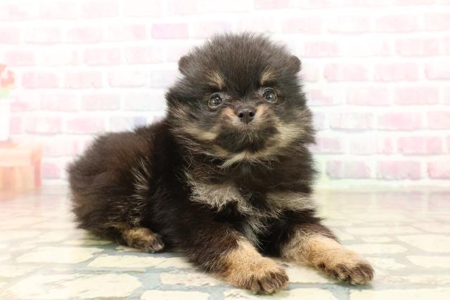 東京都のポメラニアン (Coo&RIKU大久保店/2025年10月7日生まれ/女の子/ブラックタン)の子犬の3枚目の画像