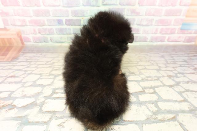 東京都のポメラニアン (Coo&RIKU大久保店/2025年10月7日生まれ/女の子/ブラックタン)の子犬の4枚目の画像