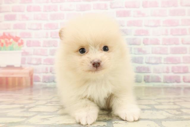 静岡県のポメラニアン (Coo&RIKU掛川店/2025年10月15日生まれ/女の子/クリーム)の子犬の1枚目の画像