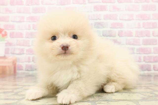 静岡県のポメラニアン (Coo&RIKU掛川店/2025年10月15日生まれ/女の子/クリーム)の子犬の2枚目の画像
