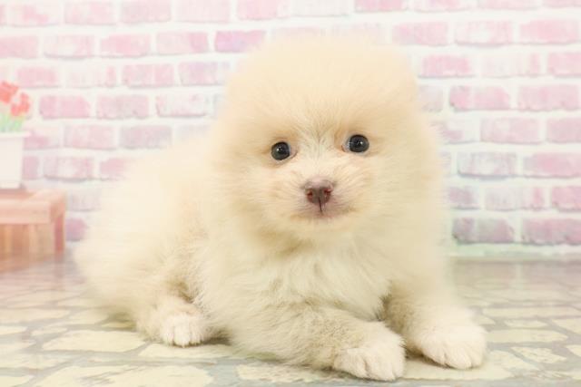 静岡県のポメラニアン (Coo&RIKU掛川店/2025年10月15日生まれ/女の子/クリーム)の子犬の3枚目の画像