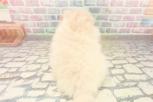 静岡県のポメラニアン (Coo&RIKU掛川店/2025年10月15日生まれ/女の子/クリーム)の子犬の4枚目の画像