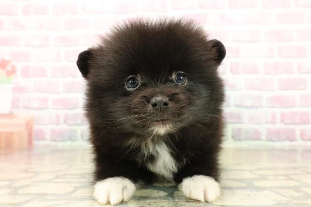 千葉県のポメラニアン (Coo&RIKU若葉都賀店/2025年10月13日生まれ/男の子/ブラックホワイト)の子犬