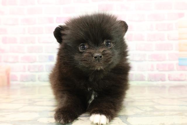 静岡県のポメラニアン (Coo&RIKU富士店/2025年10月13日生まれ/女の子/ブラックホワイト)の子犬の1枚目の画像