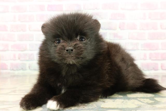 静岡県のポメラニアン (Coo&RIKU富士店/2025年10月13日生まれ/女の子/ブラックホワイト)の子犬の2枚目の画像