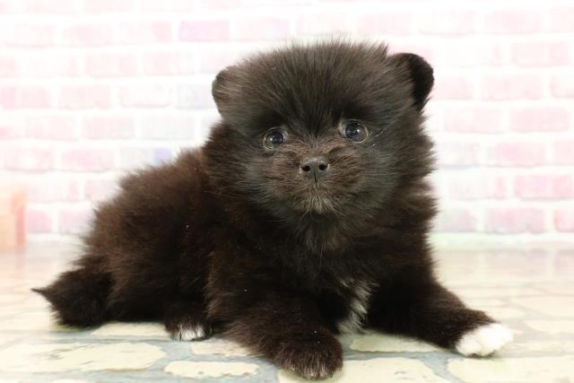 静岡県のポメラニアン (Coo&RIKU富士店/2025年10月13日生まれ/女の子/ブラックホワイト)の子犬の3枚目の画像