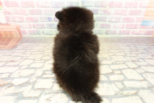 静岡県のポメラニアン (Coo&RIKU富士店/2025年10月13日生まれ/女の子/ブラックホワイト)の子犬の4枚目の画像