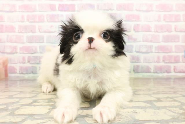 東京都の狆 (Coo&RIKU池袋西口店/2025年10月11日生まれ/男の子/白黒)の子犬