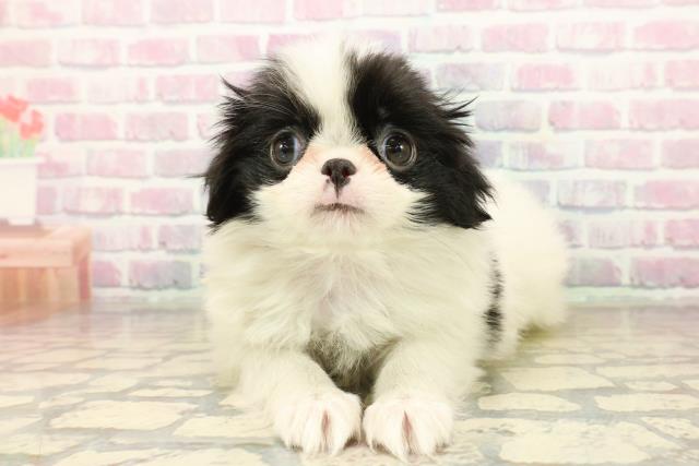 東京都の狆 (Coo&RIKU武蔵小山店/2025年10月11日生まれ/女の子/白黒)の子犬