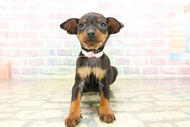 静岡県のミニチュアピンシャー (Coo&RIKU浜松店/2025年10月12日生まれ/女の子/ブラックタン)の子犬の1枚目の画像