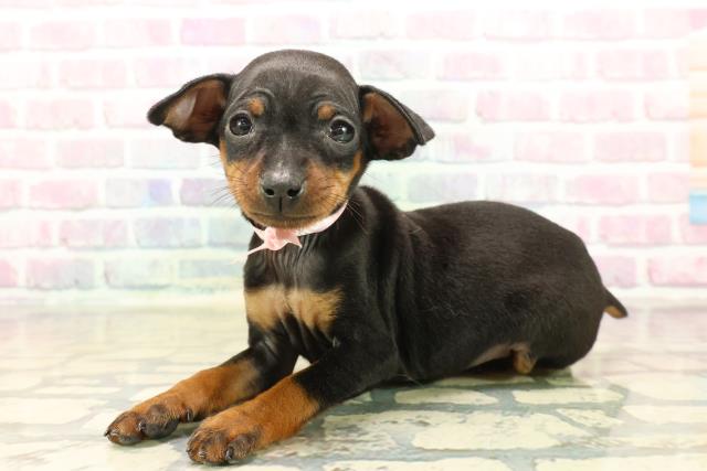 静岡県のミニチュアピンシャー (Coo&RIKU浜松店/2025年10月12日生まれ/女の子/ブラックタン)の子犬の2枚目の画像