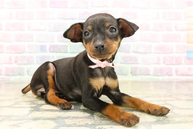 静岡県のミニチュアピンシャー (Coo&RIKU浜松店/2025年10月12日生まれ/女の子/ブラックタン)の子犬の3枚目の画像