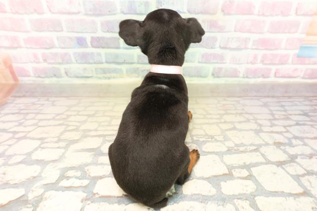 静岡県のミニチュアピンシャー (Coo&RIKU浜松店/2025年10月12日生まれ/女の子/ブラックタン)の子犬の4枚目の画像
