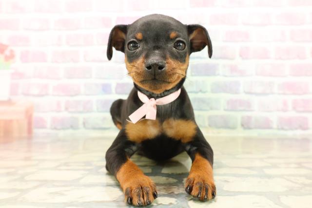 静岡県のミニチュアピンシャー (Coo&RIKU静岡SBS通り店/2025年10月12日生まれ/女の子/ブラックタン)の子犬の1枚目の画像