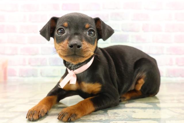 静岡県のミニチュアピンシャー (Coo&RIKU静岡SBS通り店/2025年10月12日生まれ/女の子/ブラックタン)の子犬の2枚目の画像