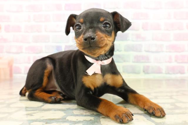 静岡県のミニチュアピンシャー (Coo&RIKU静岡SBS通り店/2025年10月12日生まれ/女の子/ブラックタン)の子犬の3枚目の画像