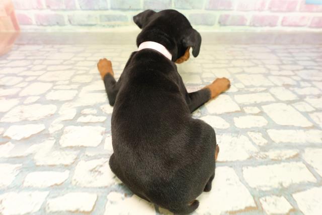 静岡県のミニチュアピンシャー (Coo&RIKU静岡SBS通り店/2025年10月12日生まれ/女の子/ブラックタン)の子犬の4枚目の画像