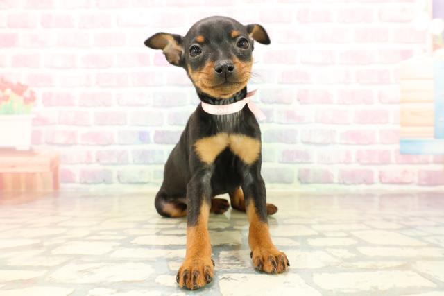 静岡県のミニチュアピンシャー (Coo&RIKU沼津店/2025年10月12日生まれ/女の子/ブラックタン)の子犬の1枚目の画像